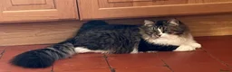 Siberian cats for sale: Beautiful TICA Siberian Kittens – January 2027 - Advert 7