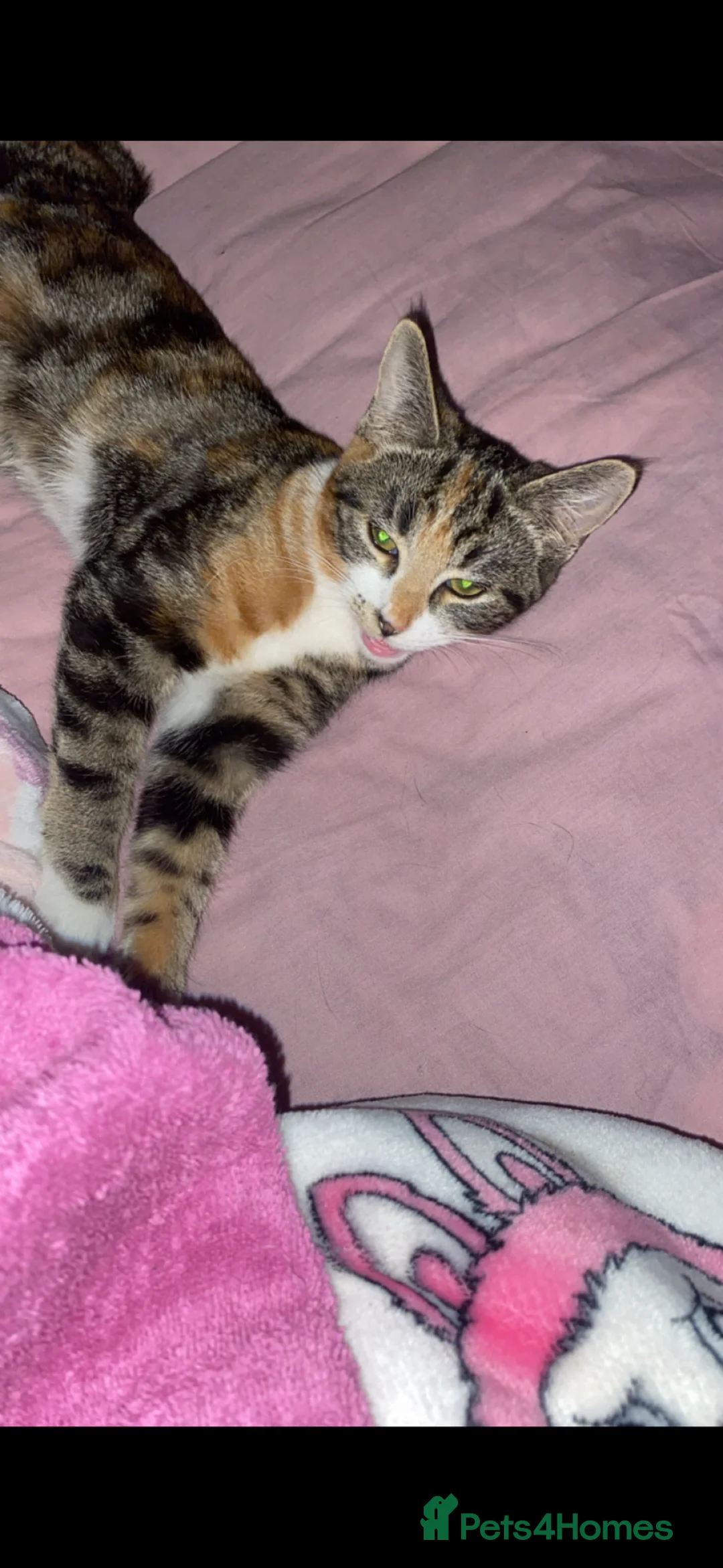 Mixed Breed cats for sale: 10 month old cat in Manchester - Advert 5
