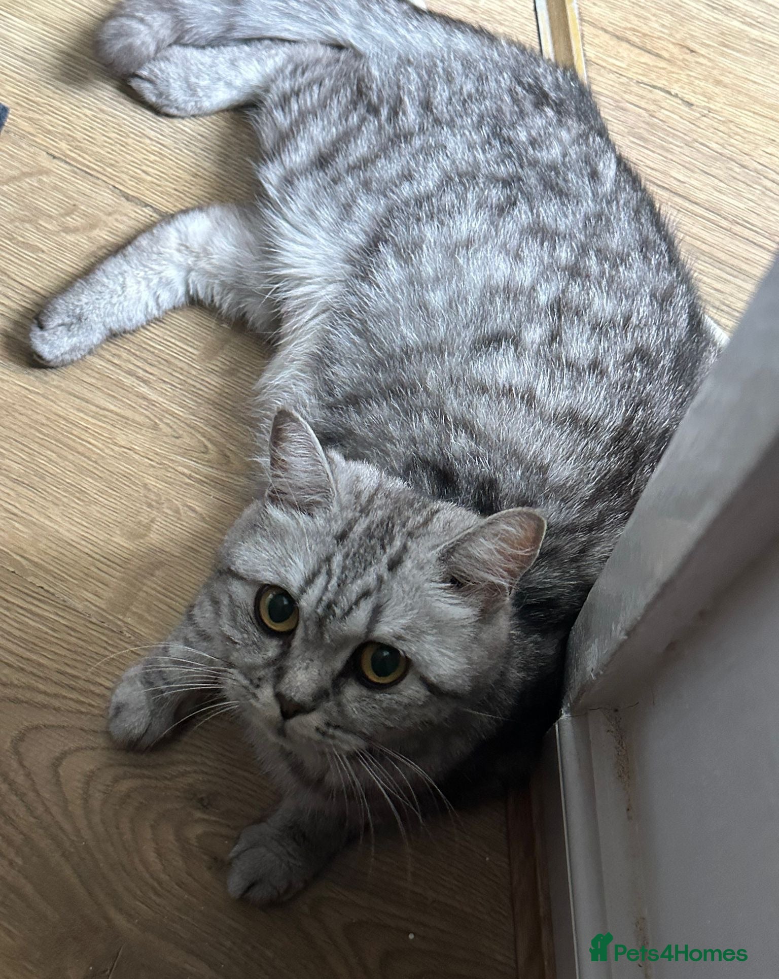 British Shorthair cats 2 fluffy long hair & 2 short hair  - Advert 13