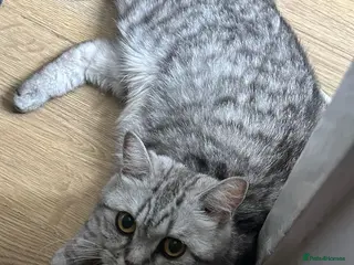 British Shorthair cats 2 fluffy long hair & 2 short hair - Advert 13