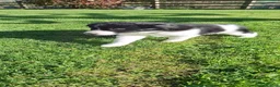 Border Collie dogs for sale: Border collie pups ready for their new homes - Advert 7