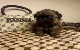 Shih Tzu dogs for sale: Stunning KC chocolate imperial Shihtzu puppies - Image 3