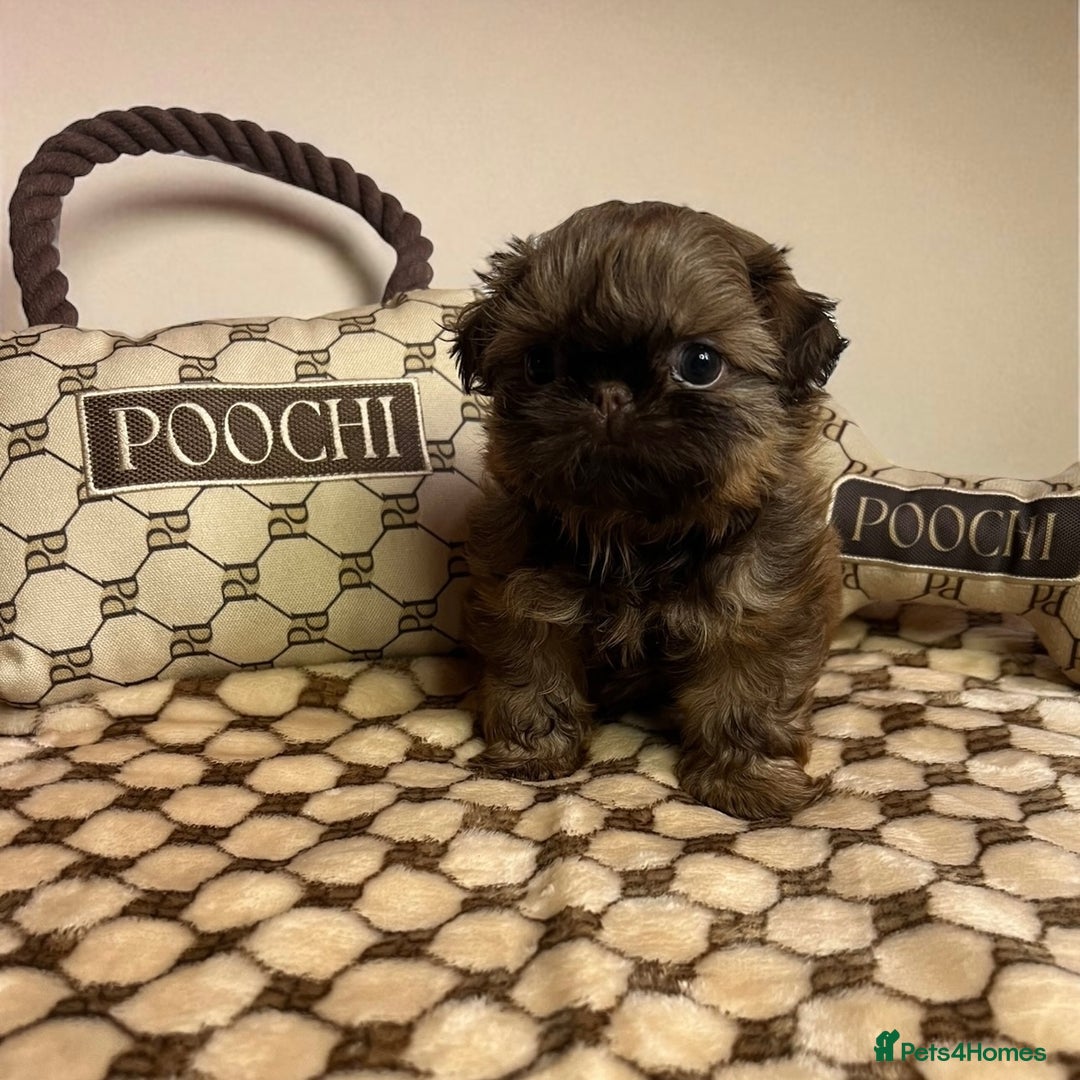 Shih Tzu dogs for sale: Stunning KC chocolate imperial Shihtzu puppies - Image 3
