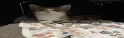 British Shorthair cats for sale: Beautiful pair of bonded kittens!  in Waltham Cross - Advert 15