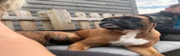 Boxer dogs for stud: Proven Tailed KC Reg Stud, health tested & heart 0 - Advert 4