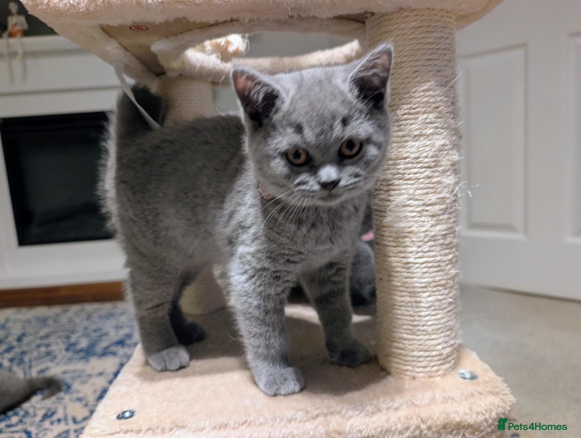 British Shorthair cats ⭐⭐⭐Just one GCCF Beautiful BSH kitten left ⭐⭐⭐  - Advert 2