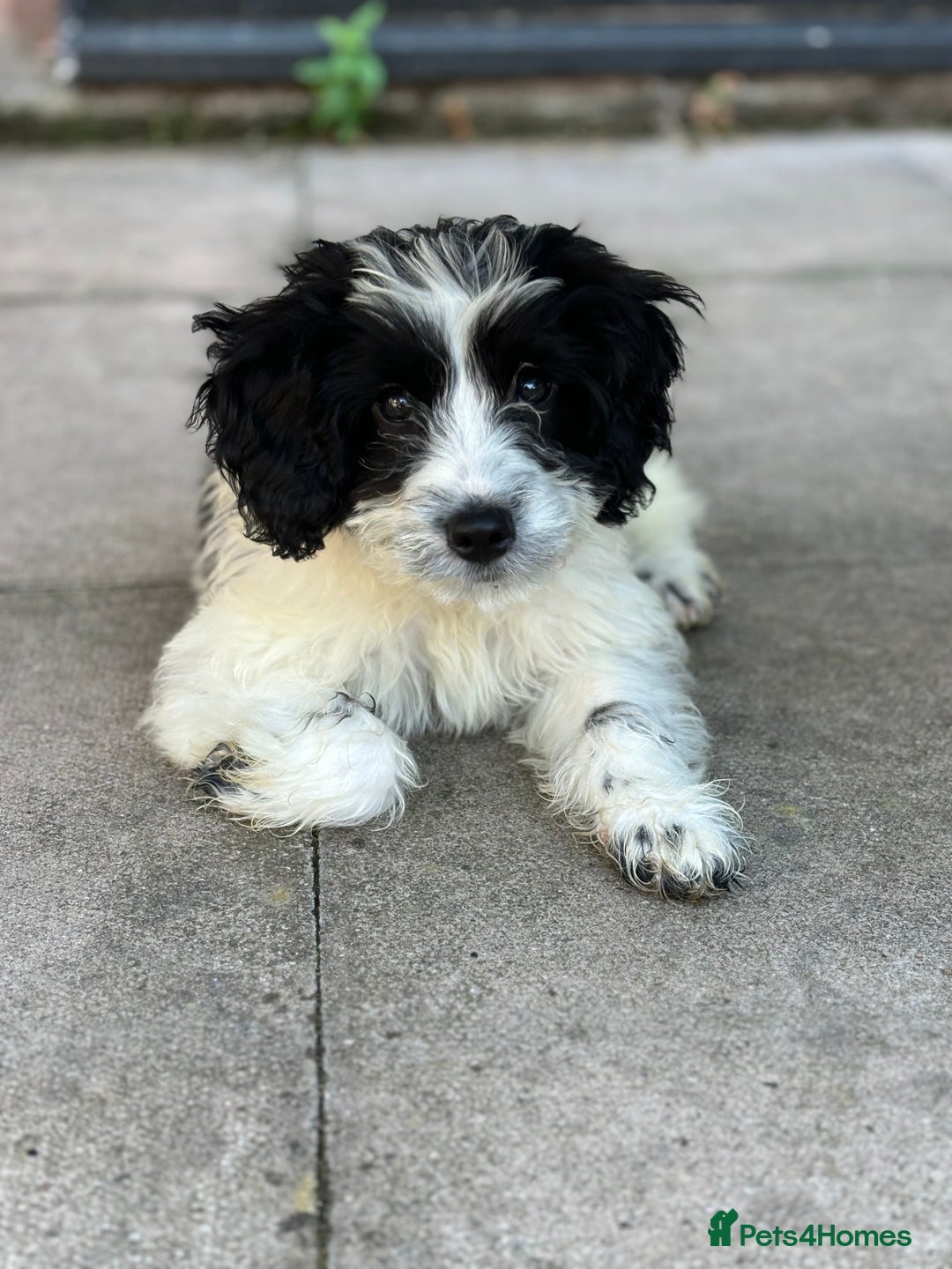 Sproodle dogs for stud: Stunning sproodle for stud  - Image 2