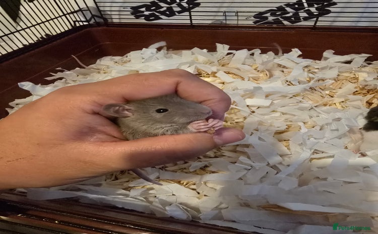 Rat rodents - Advert 1