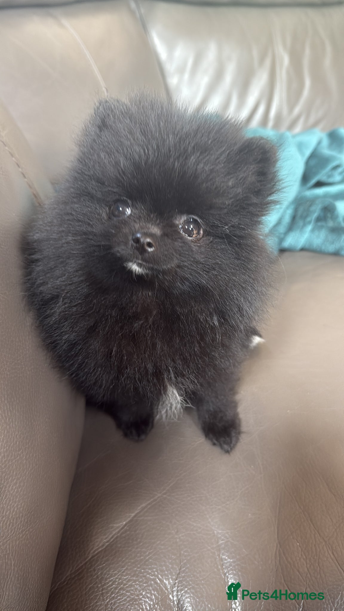Pomeranian dogs for sale: 🧸 Tiny black Teddy Bear Thai Line  🧸 - Advert 1