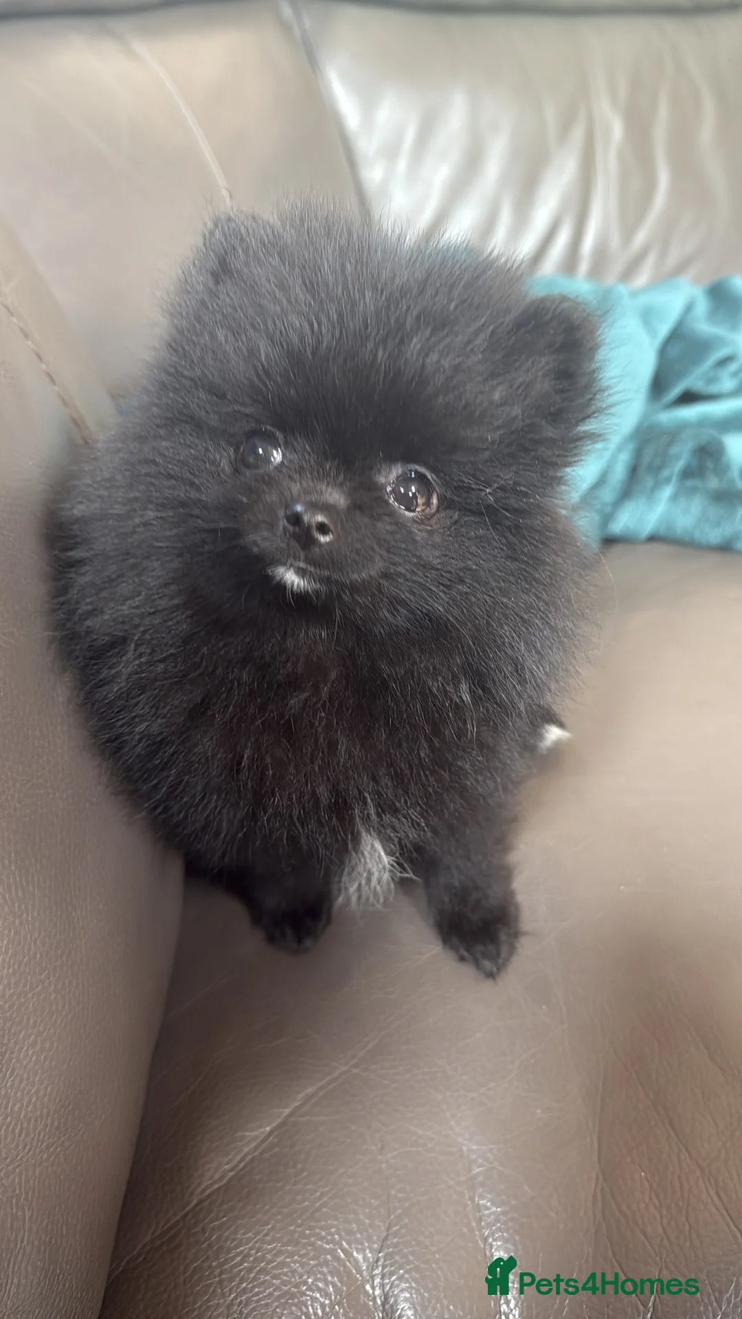 Pomeranian dogs for sale: 🧸 Tiny black Teddy Bear Thai Line  🧸 - Advert 1