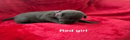 Staffordshire Bull Terrier dogs for sale: 8 stunning Stafford bull terrier puppies - Advert 16