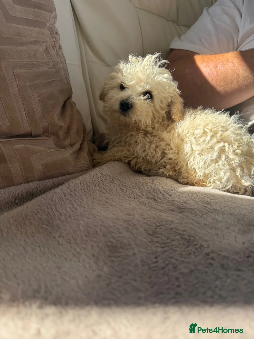 Toy Poodle dogs for sale: Adorable Toy Poodle Puppies – two boys ready now  - Advert 2