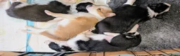 Border Collie dogs for sale: Seal & Sable Border Collie litter in Retford - Advert 1