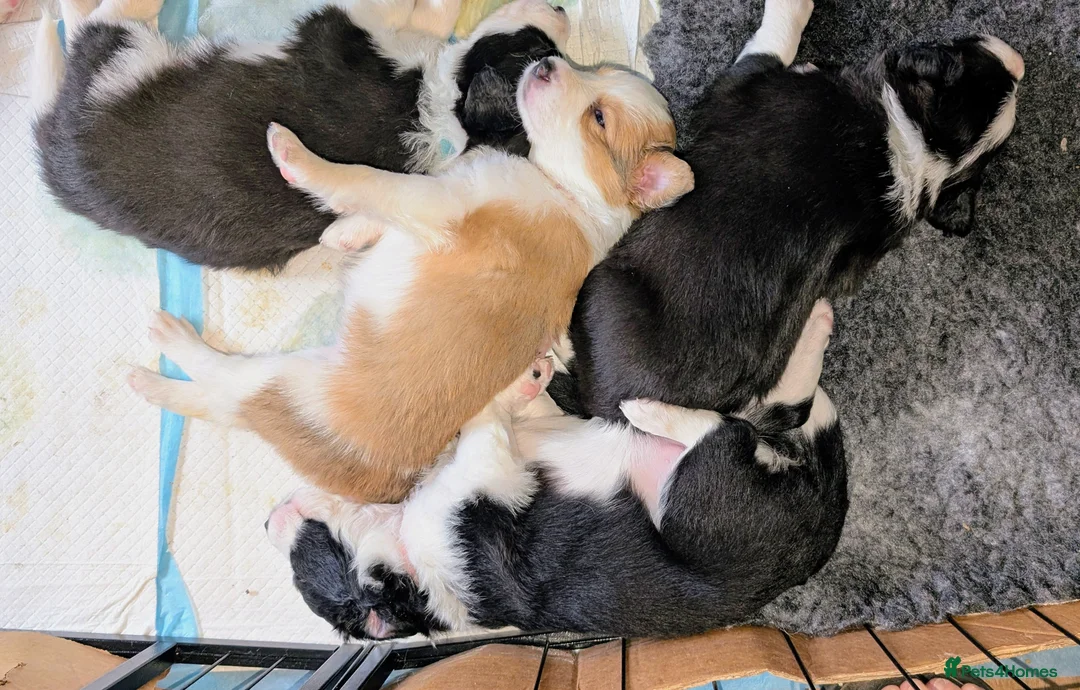 Border Collie dogs for sale: Seal & Sable Border Collie litter in Retford - Advert 1