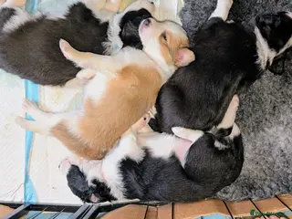 Border Collie dogs Seal & Sable Border Collie litter - Advert 13