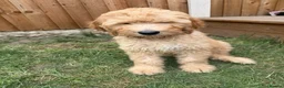 Mixed Breed dogs for sale: Australian doubledoodles  in Nottingham - Advert 11