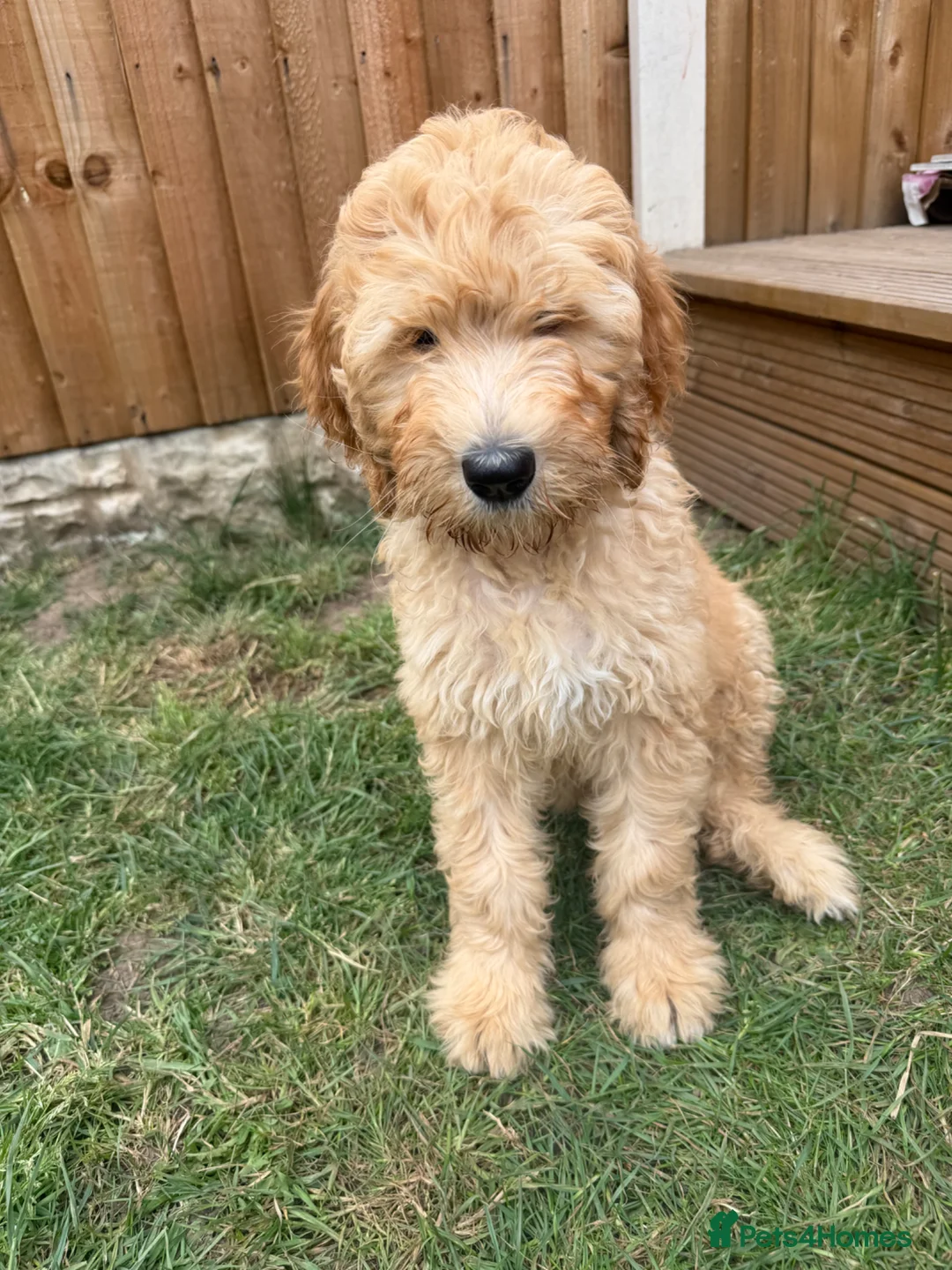 Mixed Breed dogs for sale: Australian doubledoodles  in Nottingham - Advert 11