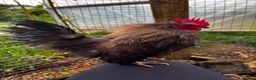 Chickens poultry for sale: Serama Silkie Cockerels - Advert 3