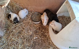 Guinea Pig rodents for sale: Baby guinea pigs  - Image 4
