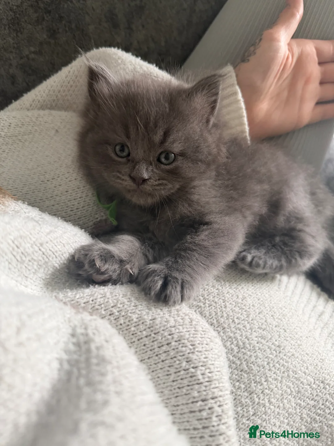 British Shorthair cats for sale: Mainecoon x - Advert 6