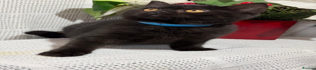 British Shorthair Kitten 1