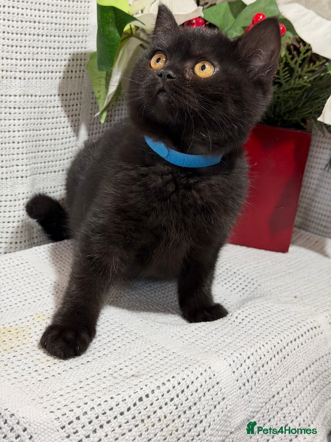 British Shorthair cats for sale: Adorable British shorthair kittens TICA - Image 2