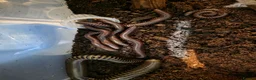 Snake reptiles for sale: Royal Pythons, Boa, Olive python Hoggies, Tortoise in Andover - Advert 28