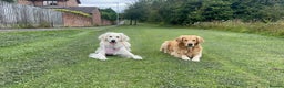 Golden Retriever dogs for sale: Golden retriever puppy  - Advert 1