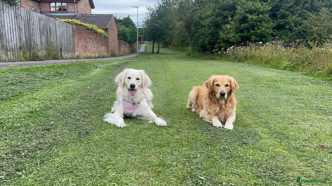 Golden Retriever dogs for sale: Golden retriever puppy  - Advert 1