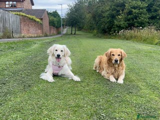 Golden Retriever dogs Golden retriever puppy - Advert 6