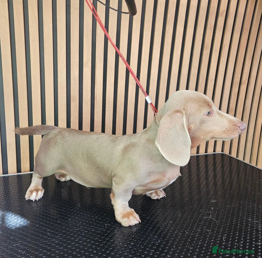 Miniature Dachshund dogs for sale: Smooth Coat Minature Dachshund Male - Image 5