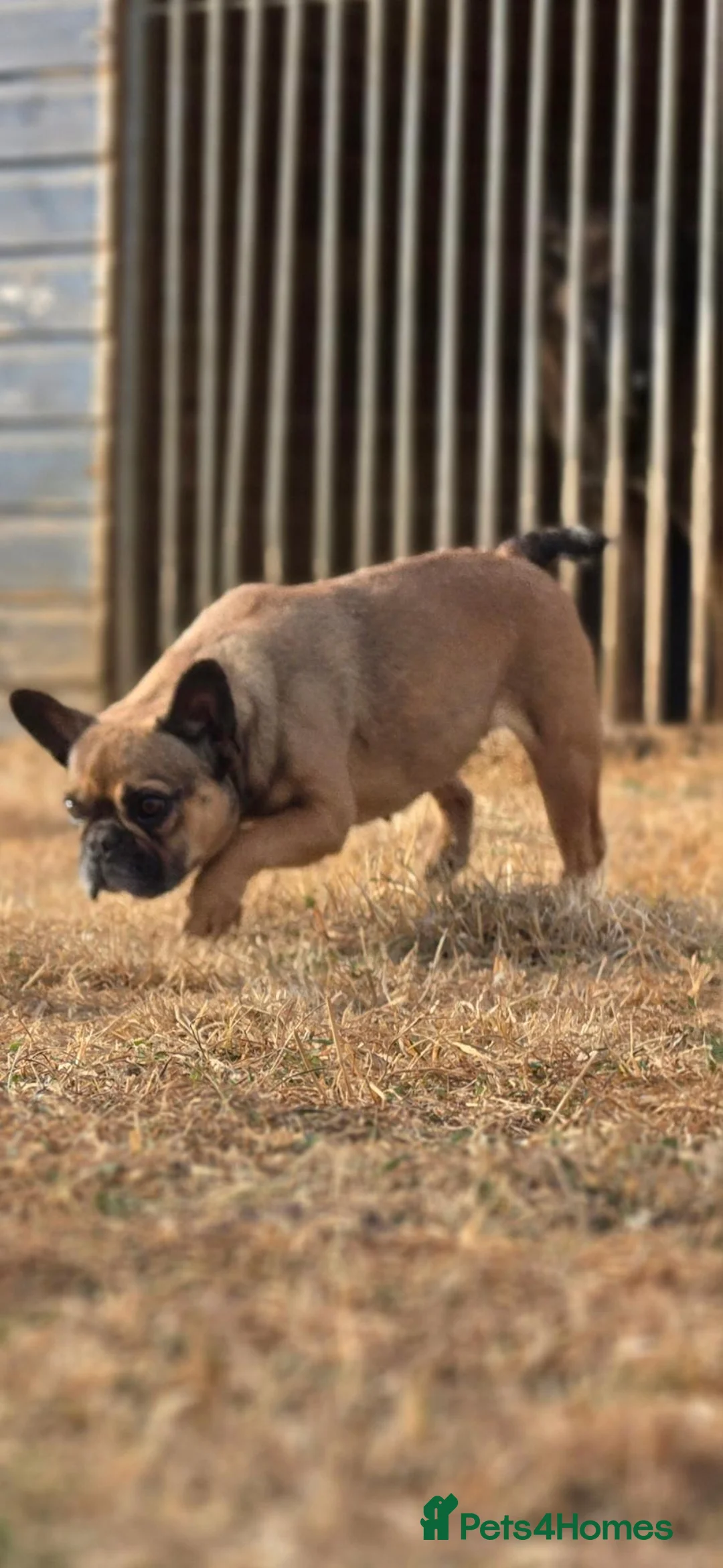 French Bulldog dogs for sale: French bulldog in Bicester - Advert 1