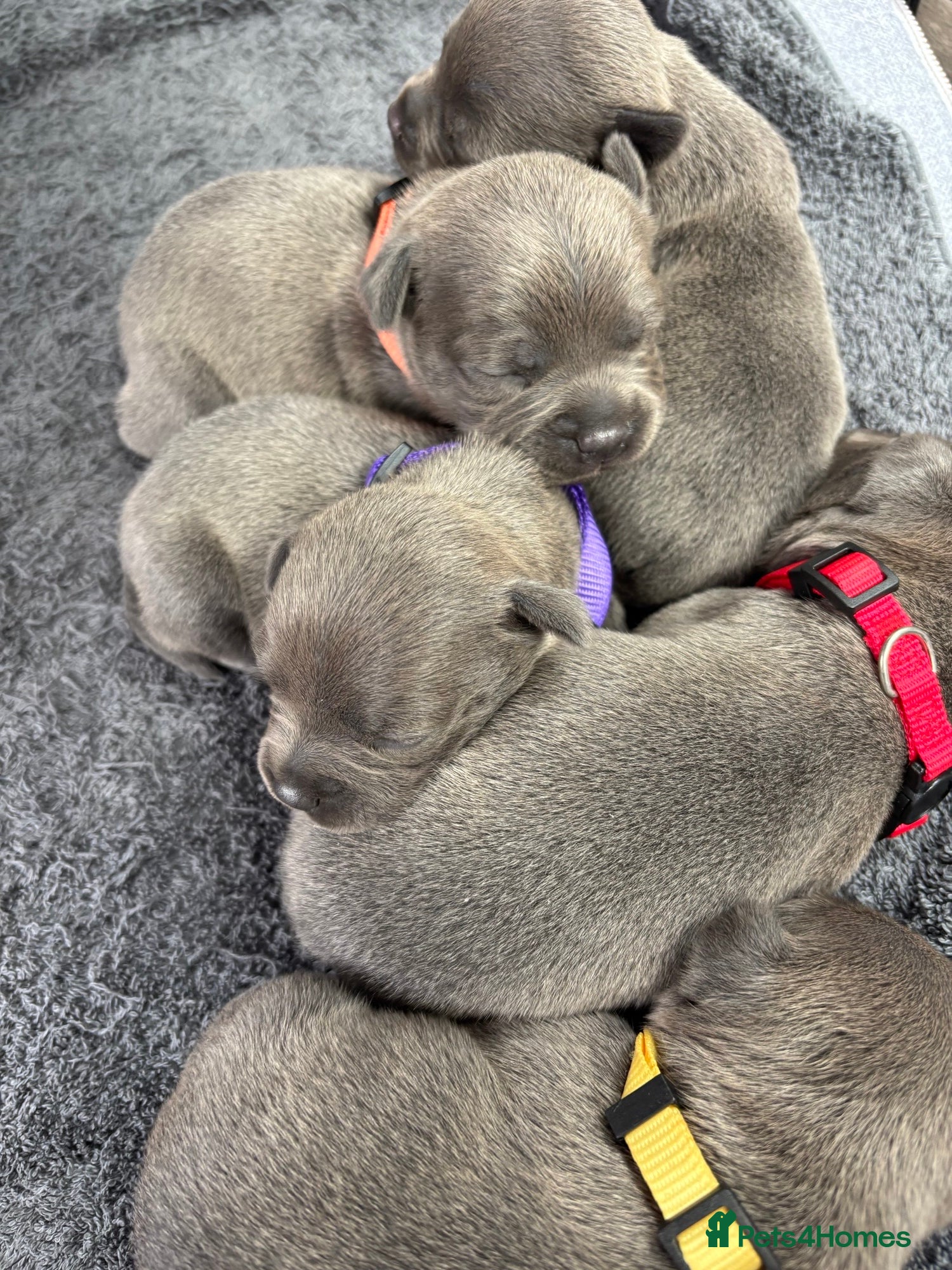 Staffordshire Bull Terrier dogs *2 WEEKS OLD* Blue Staff Bull Terrier Puppies  - Advert 2