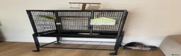 Ringnecks birds for sale: Ringneck parrot and set up. in Bournemouth - Advert 7