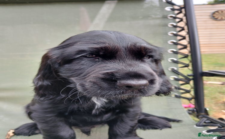 Cocker Spaniel dogs - Advert 2