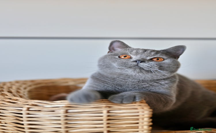 British Shorthair cats - Advert 12