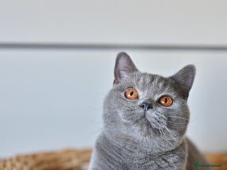 British Shorthair cats - Advert 10