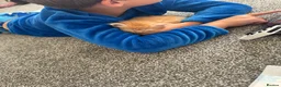 Maine Coon cats for sale: Stunning litter of 7 Maine coons!  - Advert 27