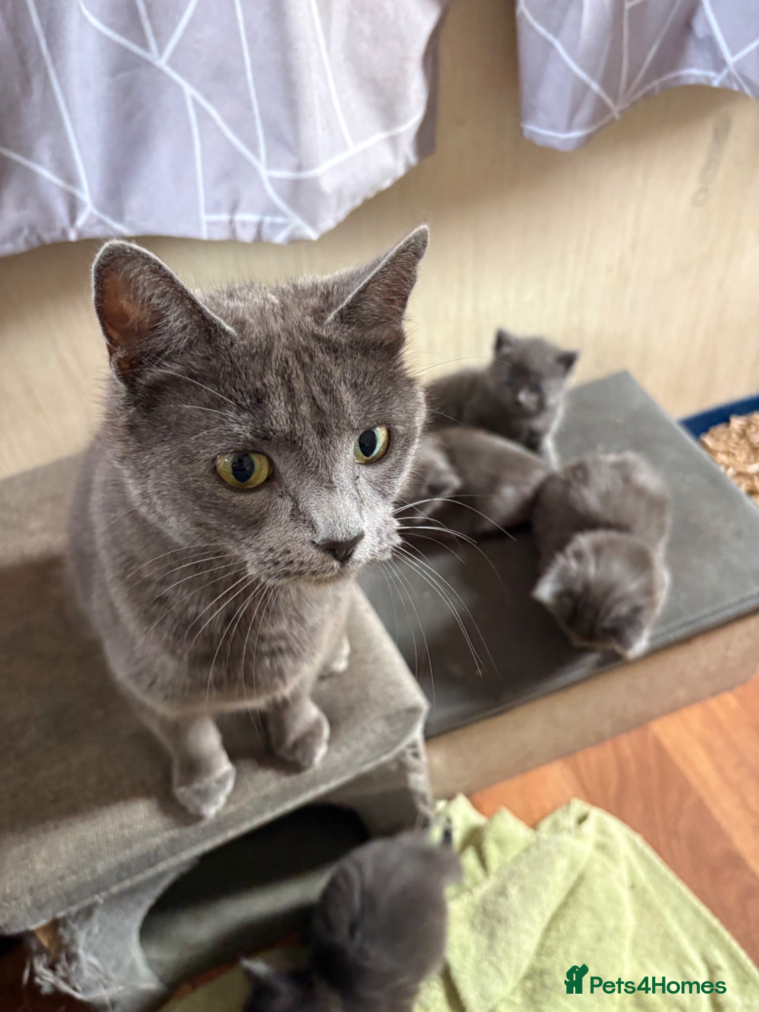 Mixed Breed cats 4 lovely grey kittens ready for new hones - Advert 3