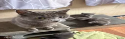 Mixed Breed cats for sale: 4 lovely grey kittens ready for new hones - Advert 1