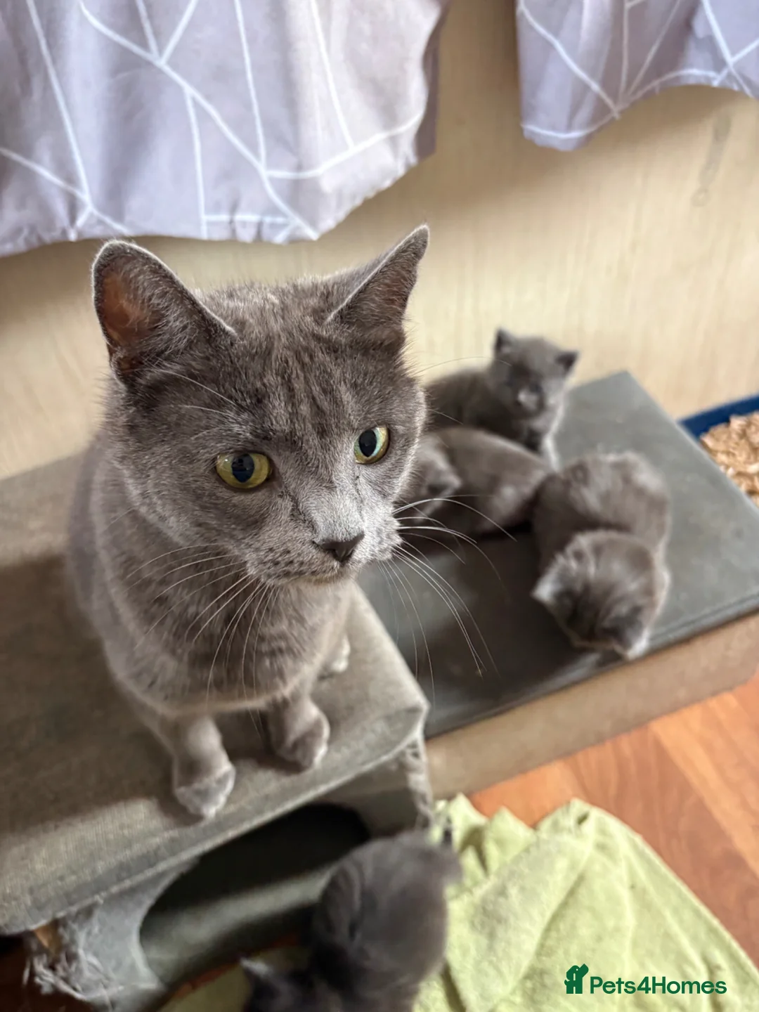 Mixed Breed cats for sale: 4 lovely grey kittens ready for new hones - Advert 1