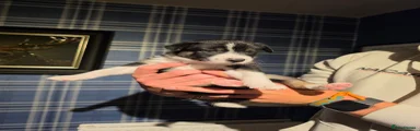 Border Collie 1