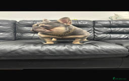 French Bulldog dogs for stud: Tiny lilac and tan stud £300 - Image 6