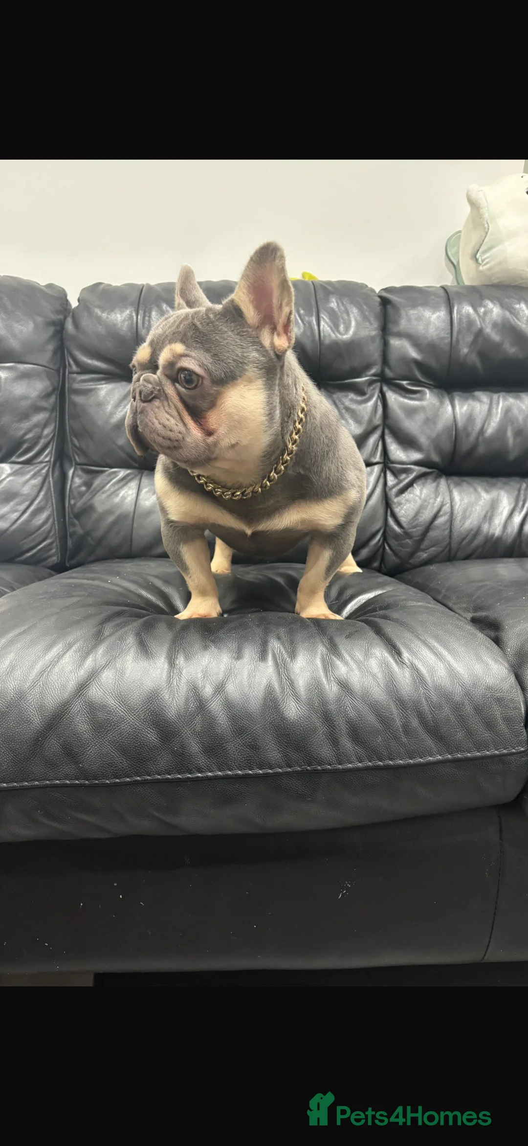 French Bulldog dogs for stud: Tiny lilac and tan stud available - Advert 6