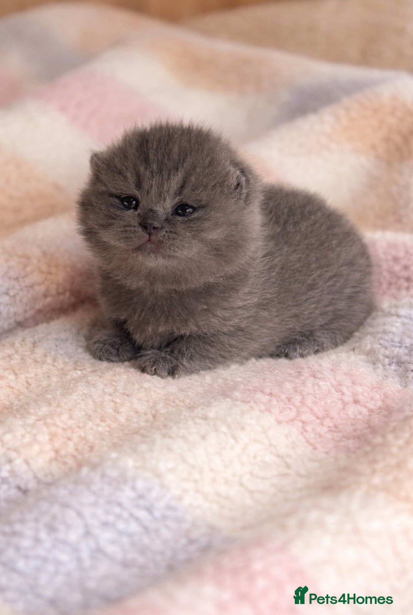 British Shorthair cats for sale: CREAM BRITISH SHORTHAIR MALE - GCCF REG - Advert 13