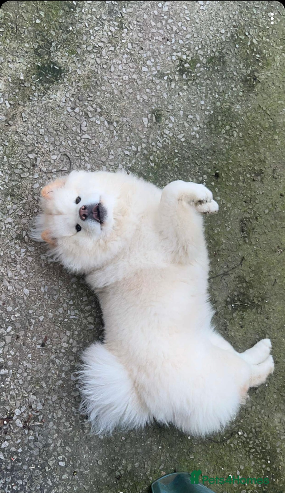 Chow Chow dogs for sale: Marnie Aged 2 - Image 6