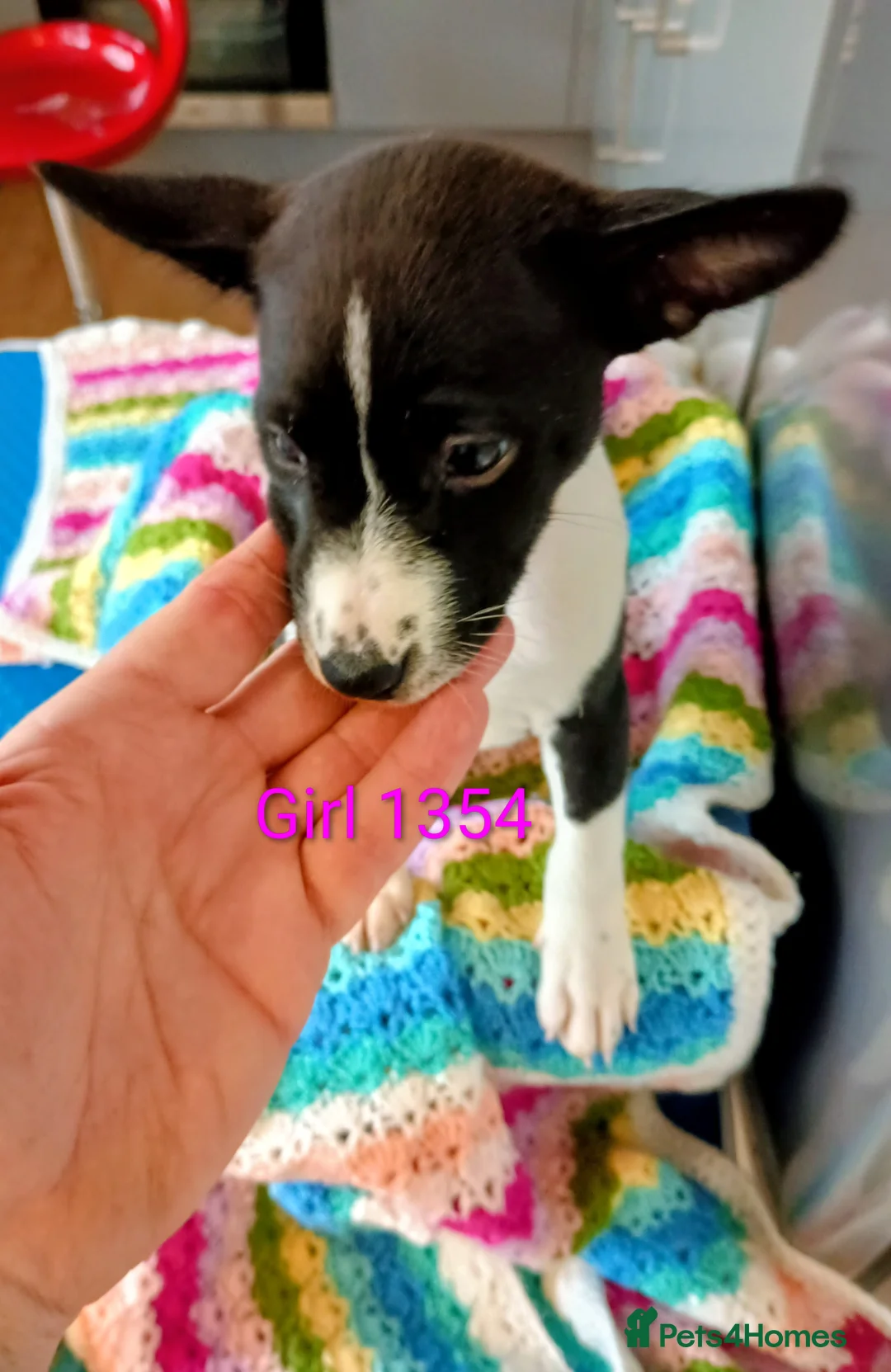 Basenji dogs for sale: Top quality lines pedigree Basenji pups.Ready now. - Advert 8