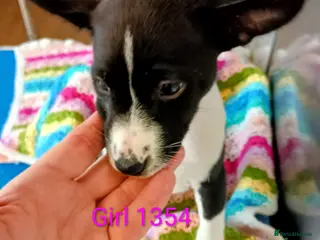 Basenji dogs Basenji pups ready now with 1st vaccination. - Advert 1