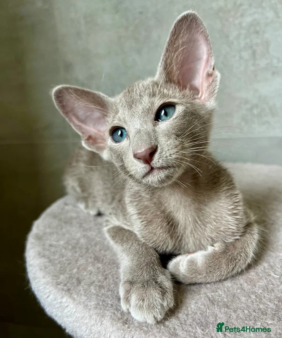 Oriental cats for sale: Supreme pedigree Oriental kittens GCCF reg - Advert 2