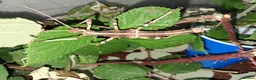 Stick Insects invertebrates for sale: Stick insects babies and adults - Advert 4